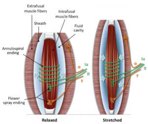 Grand Rounds - Proprioception and the CNS